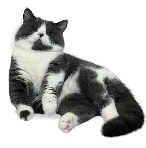 Tieu tam the cat